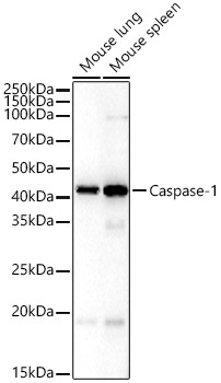 Caspase-1 Rabbit Polyclonal Antibody - Image 2