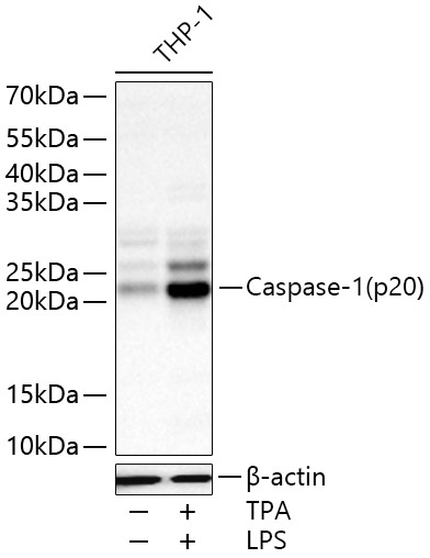 Caspase-1 Rabbit Polyclonal Antibody - Image 3