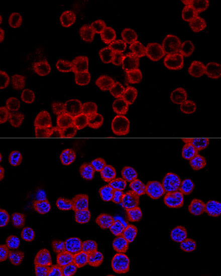 Caspase-1 Rabbit Polyclonal Antibody - Image 4