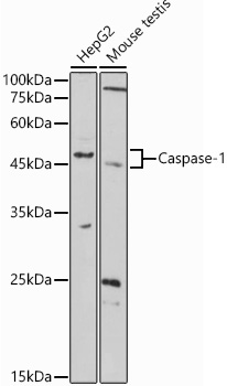 Caspase-1 Rabbit Polyclonal Antibody