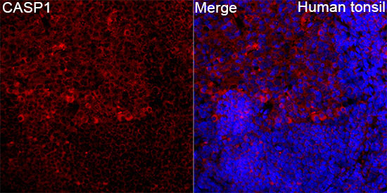Caspase-1 Rabbit Polyclonal Antibody - Image 2