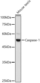 Caspase-1 Rabbit Polyclonal Antibody