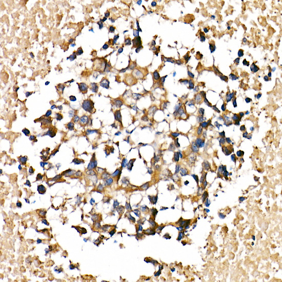 Caspase-1 Rabbit Polyclonal Antibody - Image 2