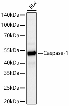 Caspase-1 Rat Monoclonal Antibody