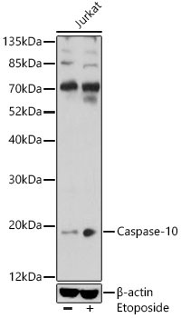 Caspase-10 Rabbit Polyclonal Antibody