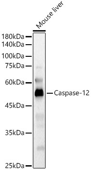 Caspase-12 Rabbit Polyclonal Antibody