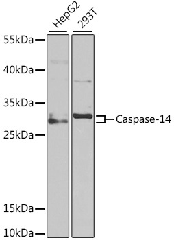 Caspase-14 Rabbit Polyclonal Antibody