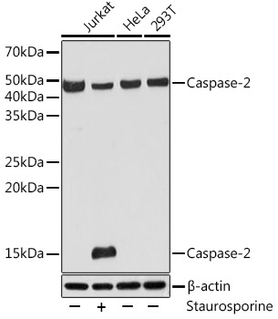 Caspase-2 Rabbit Monoclonal Antibody