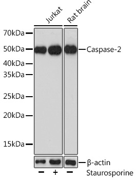 Caspase-2 Rabbit Polyclonal Antibody