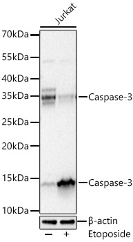 Caspase-3 p12 Rabbit Monoclonal Antibody