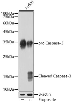 Caspase-3 Rabbit Monoclonal Antibody