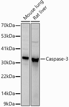 Caspase-3 Rabbit Polyclonal Antibody