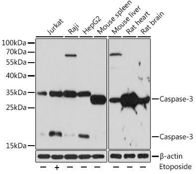 Caspase-3 Rabbit Polyclonal Antibody