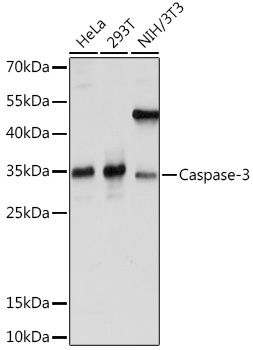 Caspase-3 Rabbit Polyclonal Antibody