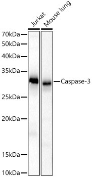 Caspase-3 Rabbit Polyclonal Antibody