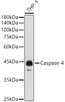 Caspase-4 Rabbit Polyclonal Antibody - Image 2