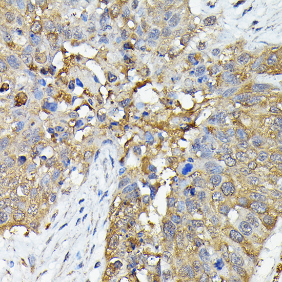 Caspase-4 Rabbit Polyclonal Antibody - Image 3