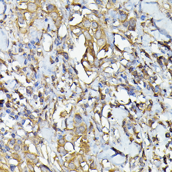 Caspase-4 Rabbit Polyclonal Antibody - Image 4