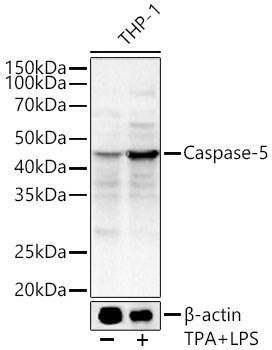 Caspase-5 Rabbit Polyclonal Antibody