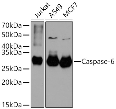 Caspase-6 Rabbit Monoclonal Antibody