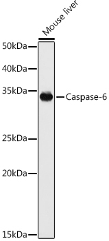 Caspase-6 Rabbit Polyclonal Antibody
