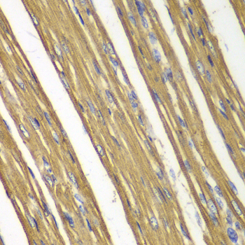 Caspase-7 Rabbit Polyclonal Antibody