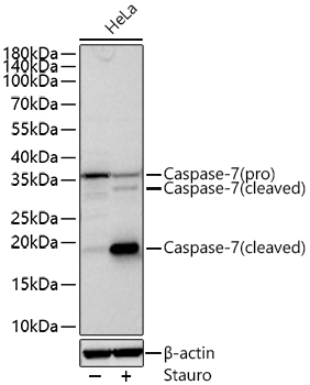 Caspase-7 Rabbit Polyclonal Antibody