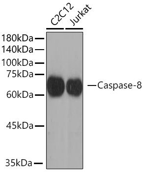 Caspase-8 Rabbit Polyclonal Antibody