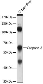 Caspase-8 Rabbit Polyclonal Antibody