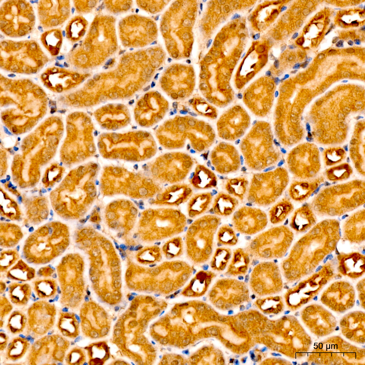 Caspase-9 Rabbit Polyclonal Antibody