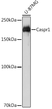 Caspr1 Rabbit Monoclonal Antibody