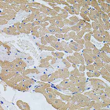 CAST Rabbit Polyclonal Antibody - Image 2