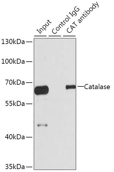 Catalase Rabbit Polyclonal Antibody