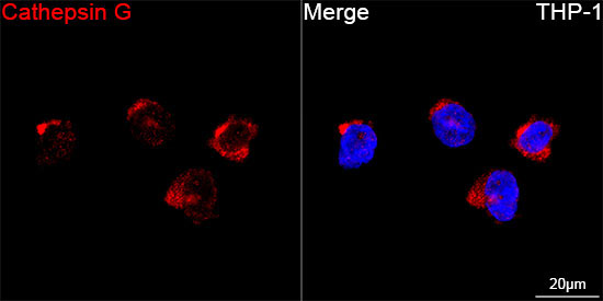 Cathepsin G Rabbit Monoclonal Antibody