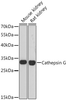 Cathepsin G Rabbit Polyclonal Antibody