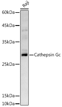 Cathepsin G Rabbit Polyclonal Antibody