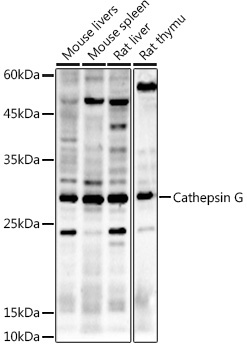 Cathepsin G Rabbit Polyclonal Antibody - Image 2