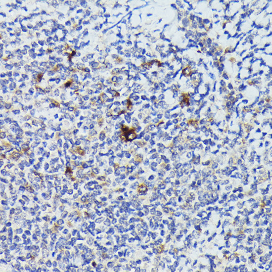 Cathepsin G Rabbit Polyclonal Antibody - Image 3
