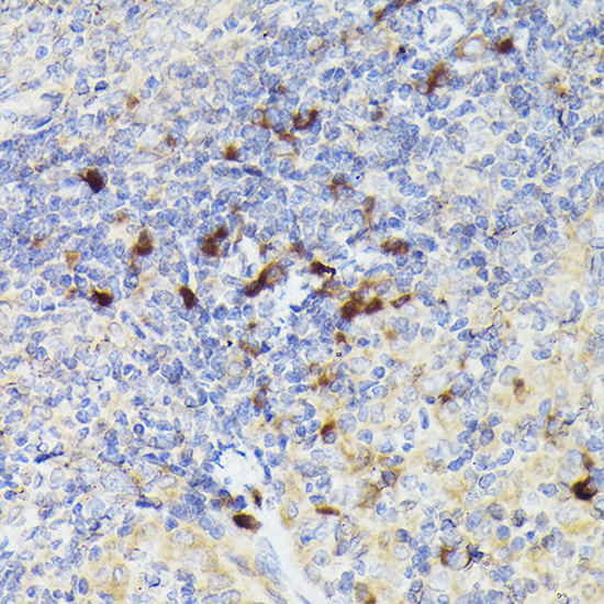 Cathepsin G Rabbit Polyclonal Antibody - Image 5