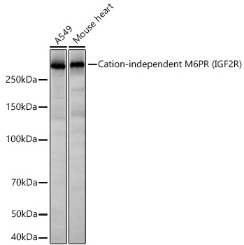 Cation-independent M6PR (IGF2R) Rabbit Monoclonal Antibody