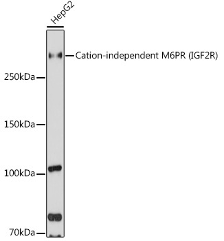Cation-independent M6PR (IGF2R) Rabbit Polyclonal Antibody