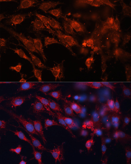 Cation-independent M6PR (IGF2R) Rabbit Polyclonal Antibody - Image 2