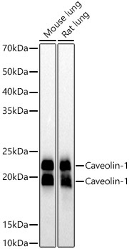 Caveolin-1 Rabbit Monoclonal Antibody
