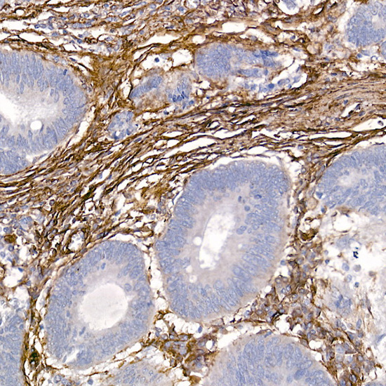 Caveolin-1 Rabbit Polyclonal Antibody - Image 3