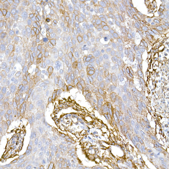 Caveolin-1 Rabbit Polyclonal Antibody - Image 4