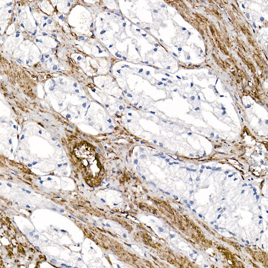 Caveolin-1 Rabbit Polyclonal Antibody - Image 8