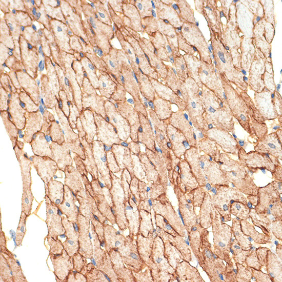 Caveolin-3 Rabbit Monoclonal Antibody - Image 2
