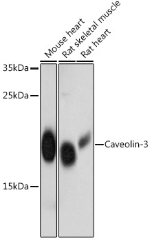 Caveolin-3  Rabbit Polyclonal Antibody