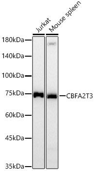 CBFA2T3 Rabbit Polyclonal Antibody