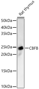 CBFB Rabbit Polyclonal Antibody - Image 2